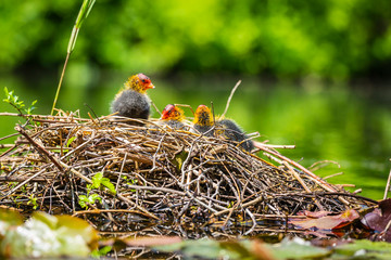 Closeup of a nest with Eurasian coot, Fulica atra, chicks