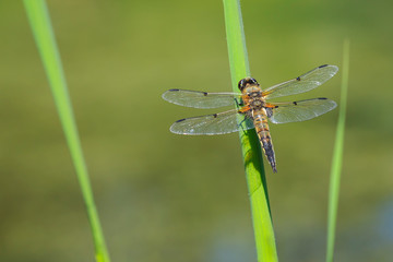 Close-up of a four-spotted chaser dragonfly insect, Libellula quadrimaculata