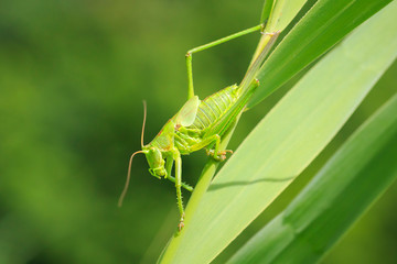 Ovipositor female Great Green Bush-cricket, Tettigonia viridissima