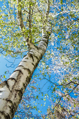 Fototapeta premium Birke und strahlend blauer Himmel