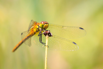 Closeup front view of a Ruddy darter (Sympetrum sanguineum) resting in sunlight in a meadow
