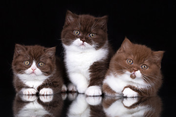Drei Kitten BKH Katzenkinder mit Spiegelbild