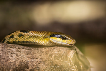 Beauty rat snake Orthriophis taeniurus
