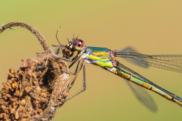 Western willow damselfly Chalcolestes viridis dragonfly eating a prey