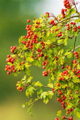 Orange fruit berries of a Sorbus aucuparia tree, Blooming in bright sunlight during Autumn.