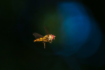 Marmalade hoverfly Episyrphus balteatus insect flight