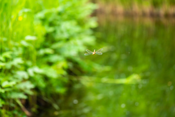 Green-eyed hawker Aeshna isoceles dragonfly flying on patrol