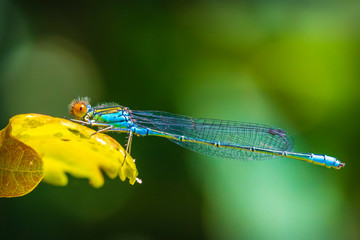 Closeup of a small red-eyed damselfly Erythromma viridulum perched in a forest