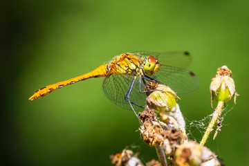Closeup of a female Ruddy darter (Sympetrum sanguineum) resting in sunlight in a forest