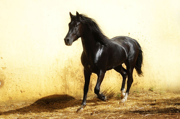 black stallion with long mane