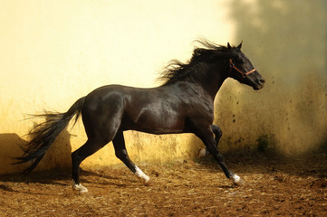 Obraz na płótnie Canvas black stallion with long mane