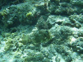 Fototapeta na wymiar Mexico Cozumel Summer Under water Malinelife Blow fish
