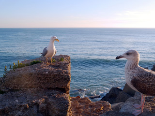 Gaviotas en la bahía de Cádiz, Andalucía. España. Europa