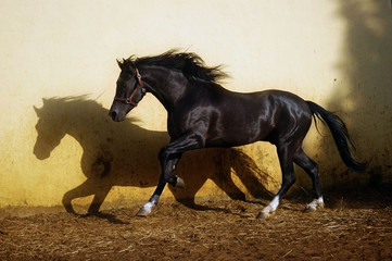 Obraz na płótnie Canvas black stallion with long mane