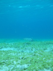 Fototapeta na wymiar Mexico Cozumel Summer Under water Malinelife Barracuda
