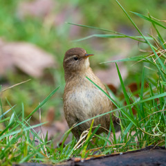Wren in the grass looking for inscects