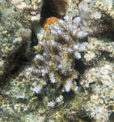 Naklejka na ściany i meble Acropora coral in the sea of Togian islands