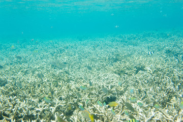 Fototapeta na wymiar corals and fishes in the sea of Togian islands
