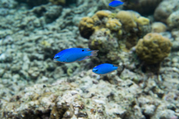 Fototapeta na wymiar small blue fish in Togian islands