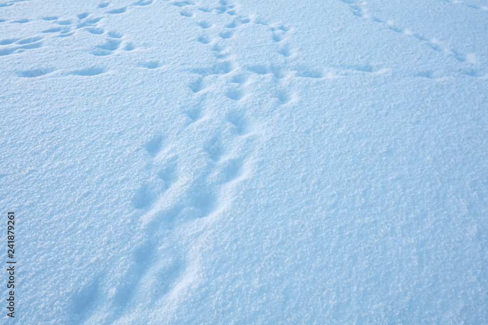 Poster background of fresh snow texture with traces in blue tone