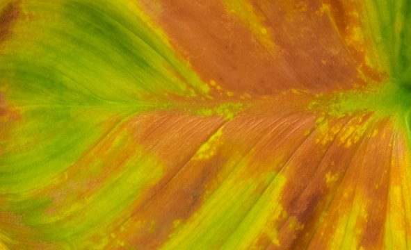 Chembu Images Browse 37 Stock Photos, Vectors, and Video Adobe Stock