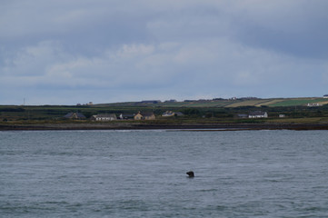 coast - Dolphin tour, Carrigaholt, co clare, ireland