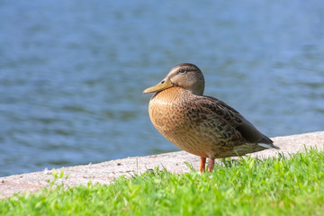 the young duck sits on the bank of a pond