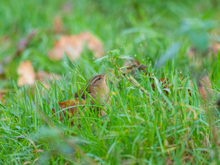 Wren in the grass looking for inscects