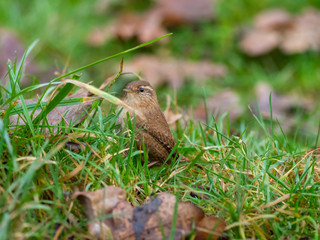 Wren in the grass looking for inscects