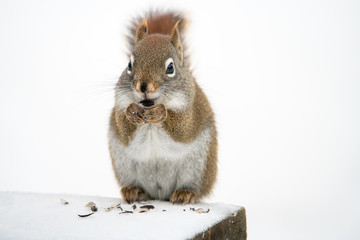 close up of one  squirrel eating sunflower seeds in winter 