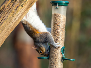 Grey Squirrel ( Sciurus carolinensis ) feeding on a bird feeder