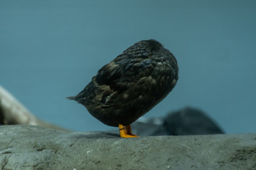 頭を隠す鳥