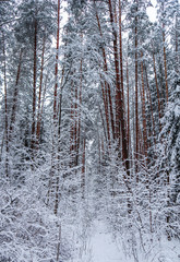 Fototapeta premium А lot of thin twigs covered with snow in fairy tale winter forest