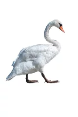 Aluminium Prints Swan isolated swan on white background