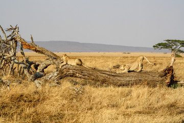 Lions in Serengeti National Park - obrazy, fototapety, plakaty