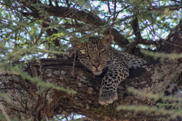 leopard resting on a tree in the Serengeti