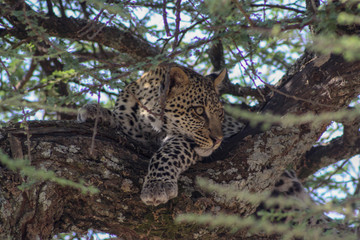 leopard resting on a tree in the Serengeti
