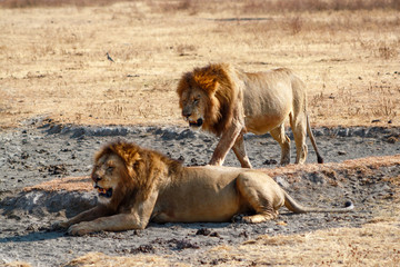 Lions in Serengeti