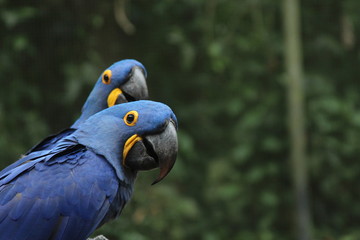 Brazillian macaws © Giovanna