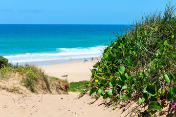 Green plants and flowers growing on sand dune with view of a beach during a summer day with clear sky and blue water (Noosa National Park, Australia)