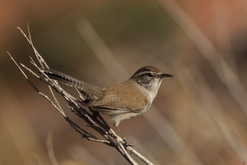 Bewick's Wren in a Utah canyon