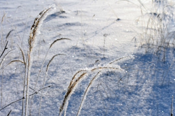 Grass covered with hoarfrost and snowflakes.