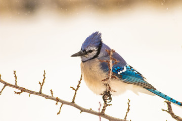 Blue Jay in a Snowstorm