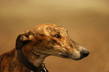 spanish greyhound portrait