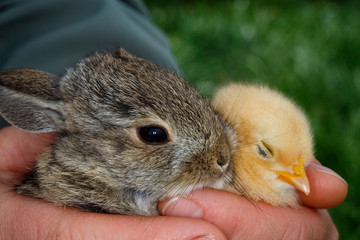 A cute bunny and chick in a child's hands