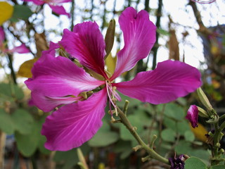Chongkho flowers or Hong Kong Orchid Tree, Chongkho flowers, pink flowers are blooming in the garden in the morning sunshine. On the background, green trees and bokeh in the background.