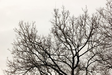 Fototapeta na wymiar Paysage en hiver
