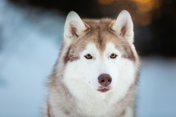 Close-up portrait of cute siberian Husky dog sitting on the snow in the fairy winter forest at sunset