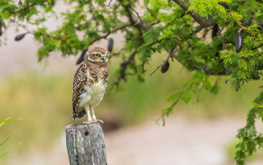 Hermosa lechuza posada sobre un poste mirando en diagonal hacia la derecha