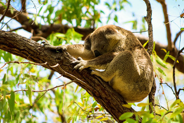 Fototapeta premium Sleeping Australian koala high up in a tree during spring time as spotted during a hike on Magnetic Island (Townsville, Queensland, Australia)